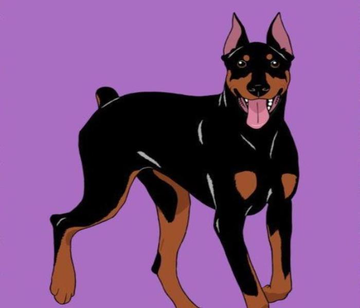 Hình chó Dobeman chibi anime cute