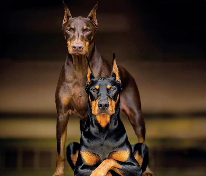 Hình ảnh chó Dobeman đẹp