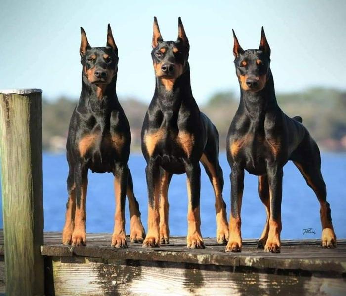 Hình ảnh chó Dobeman đẹp