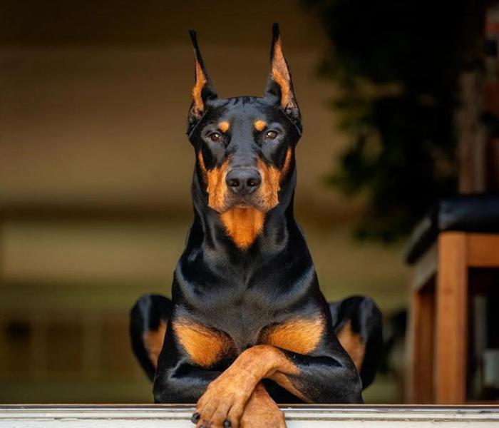 Hình ảnh chó Dobeman đẹp