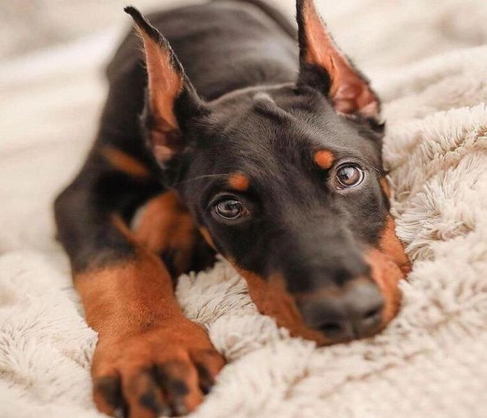 Hình ảnh chó Dobeman đẹp