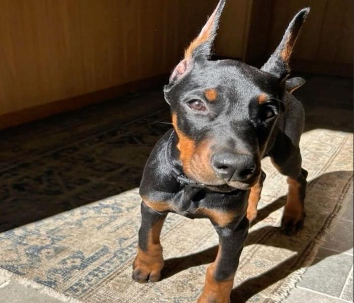Hình ảnh chó Dobeman đẹp