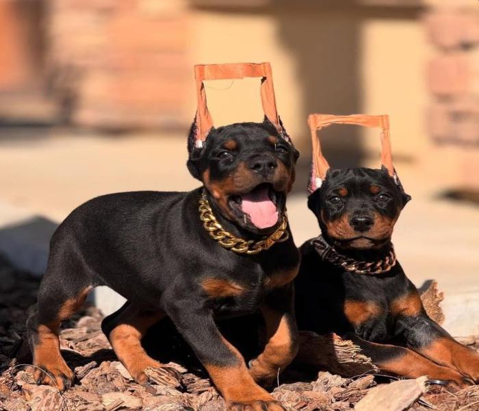 Hình ảnh chó Dobeman đẹp