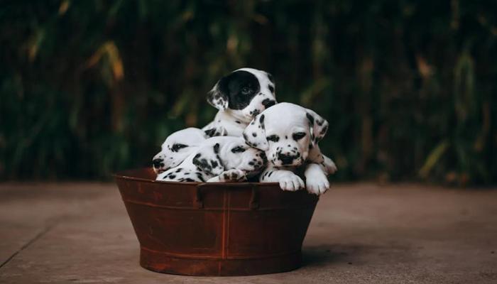 Hình ảnh chó đốm cute