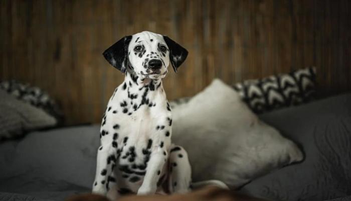 Hình ảnh chó đốm cute