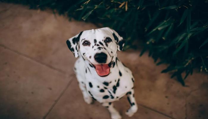 Hình ảnh chó đốm cute