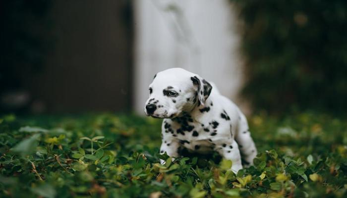 Hình ảnh chó đốm cute