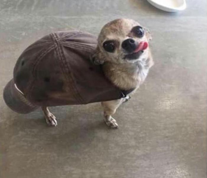 Hình meme chó đực