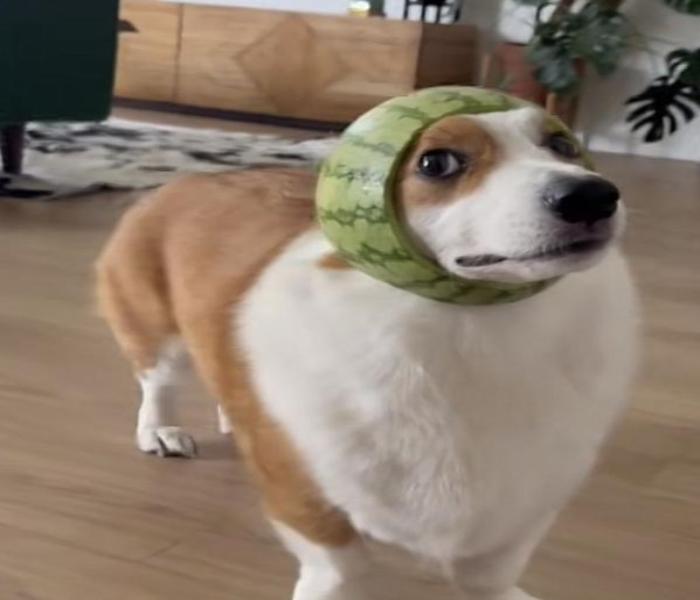 Hình meme chó đực