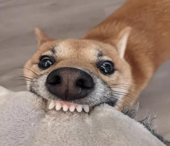 Hình ảnh chó gặm meme