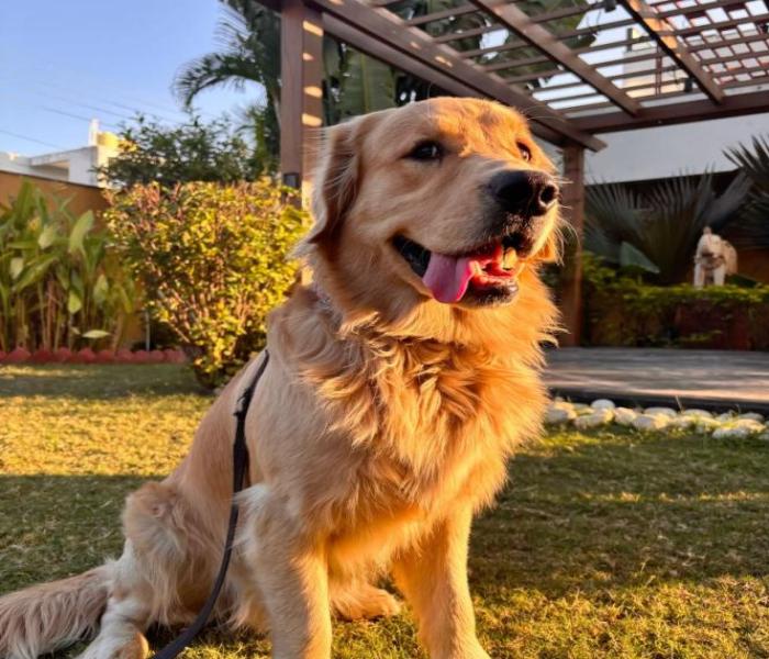 Hình ảnh chó Golden đẹp xinh