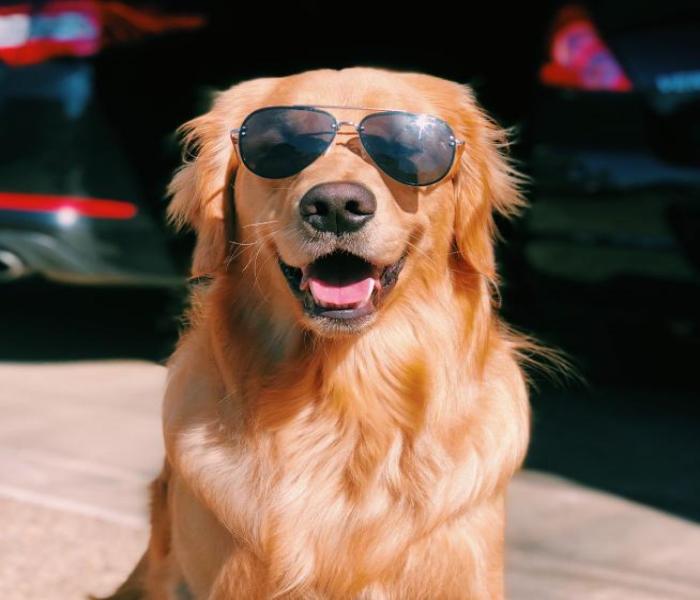 Hình ảnh chó Golden ngầu