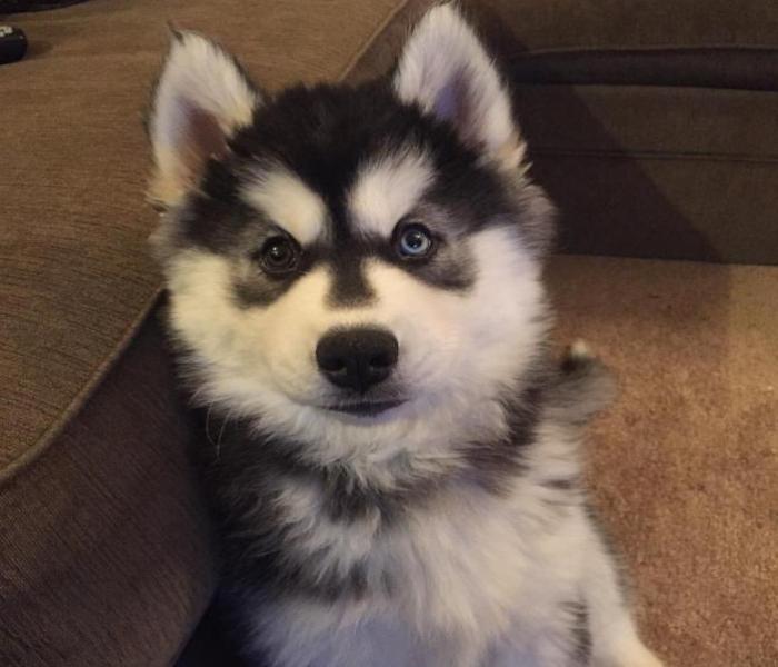 Hình ảnh chó Husky cute