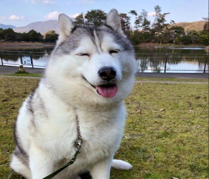 Ảnh chú chó husky