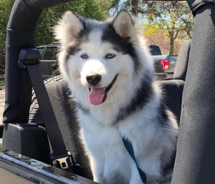 Hình ảnh chó Husky cute