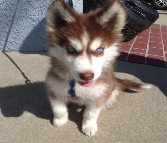 Hình ảnh chó Husky cute