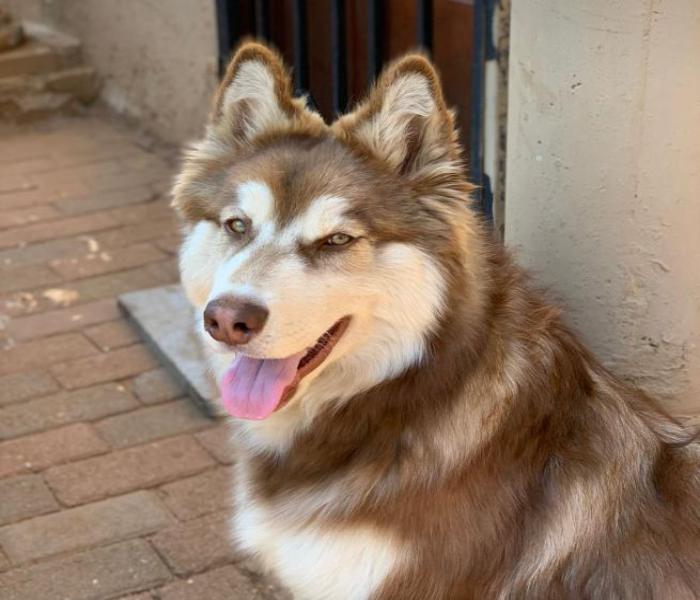 Hình ảnh chó Husky cute
