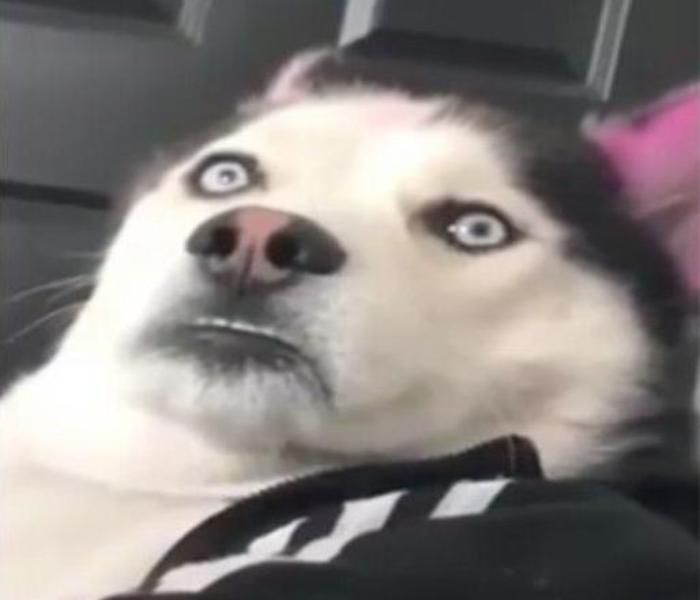 Hình ảnh chó Husky meme