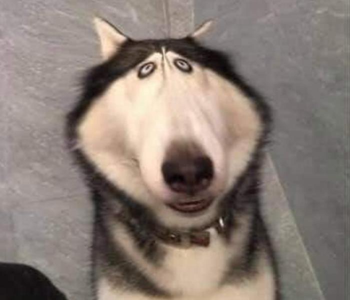 Hình ảnh chó Husky meme