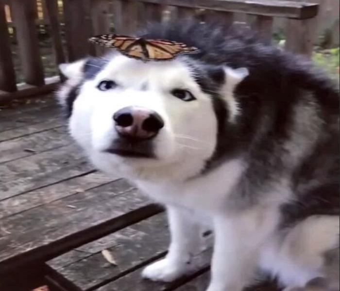 Hình ảnh chó Husky meme