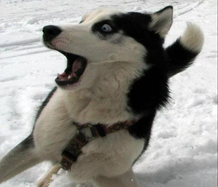 Hình ảnh chó Husky meme