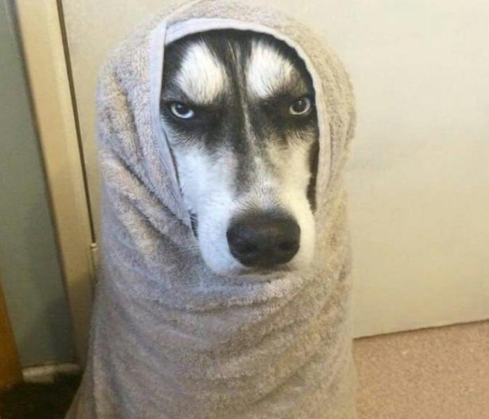 Hình ảnh chó Husky meme