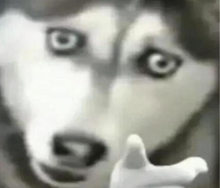 Hình ảnh chó Husky meme