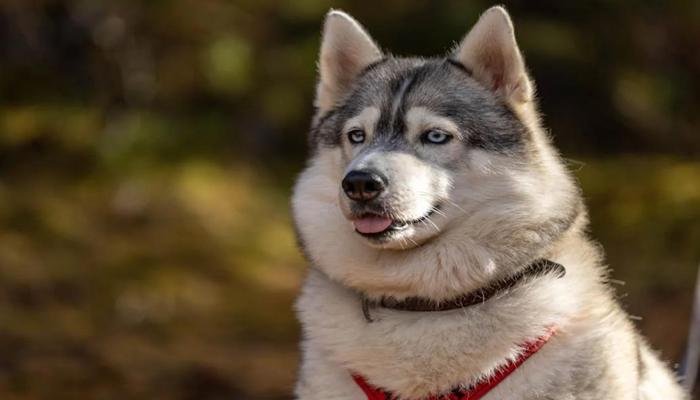 Hình ảnh chó Husky đẹp nhất