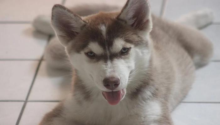 Hình ảnh chó Husky đẹp nhất