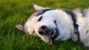 Hình ảnh chó Husky đẹp nhất