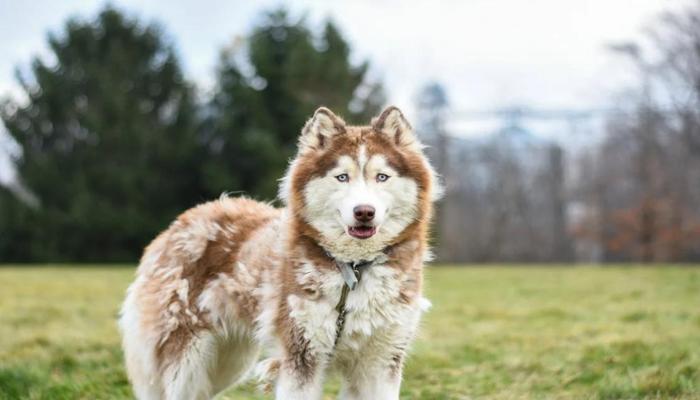 Hình ảnh chó Husky đẹp nhất