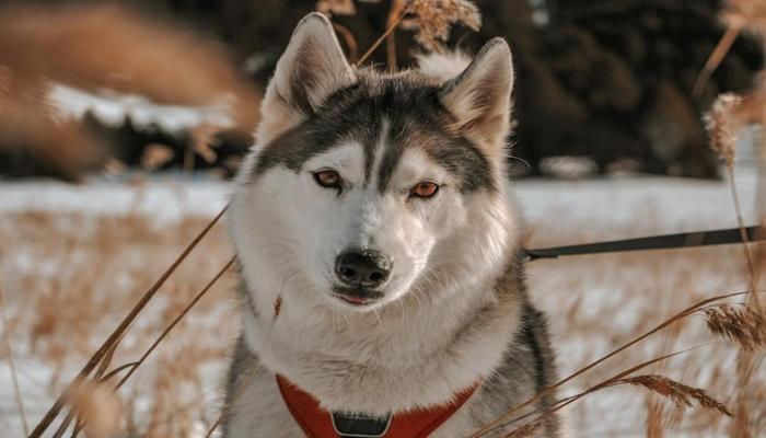 Hình ảnh chó Husky đẹp nhất