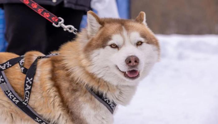 Hình ảnh chó Husky đẹp nhất