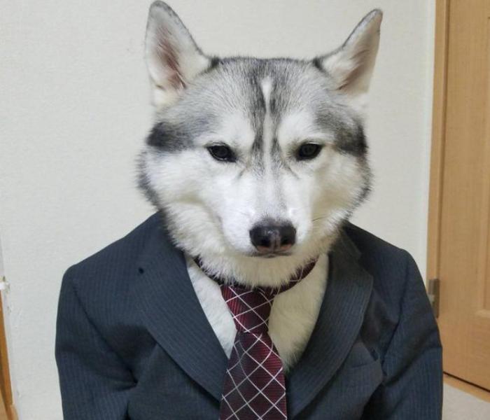 Hình ảnh chó Husky ngầu