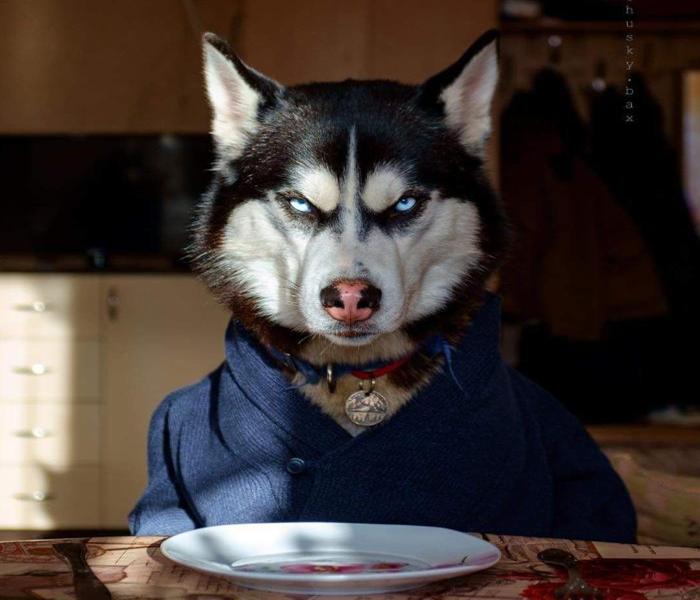 Hình ảnh chó Husky ngầu