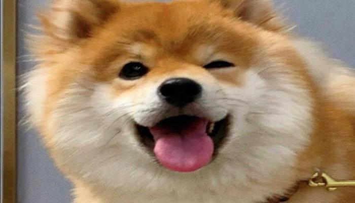 Hình ảnh chú chó lè lưỡi