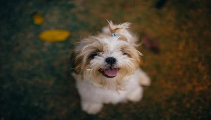 Hình ảnh chó lè lưỡi cute