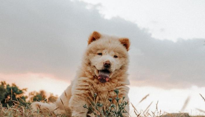 Hình ảnh chó lè lưỡi cute