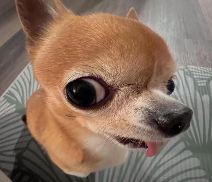 Meme chó lè lưỡi hài hước