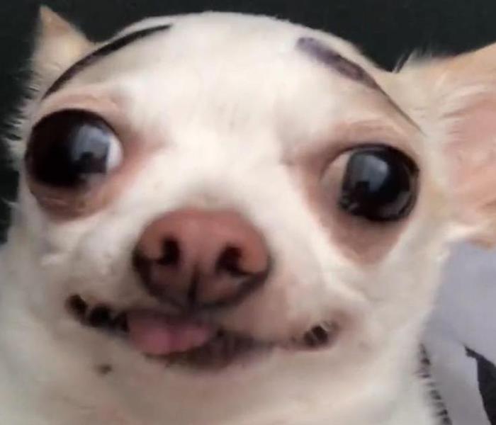 Meme chó lè lưỡi hài hước