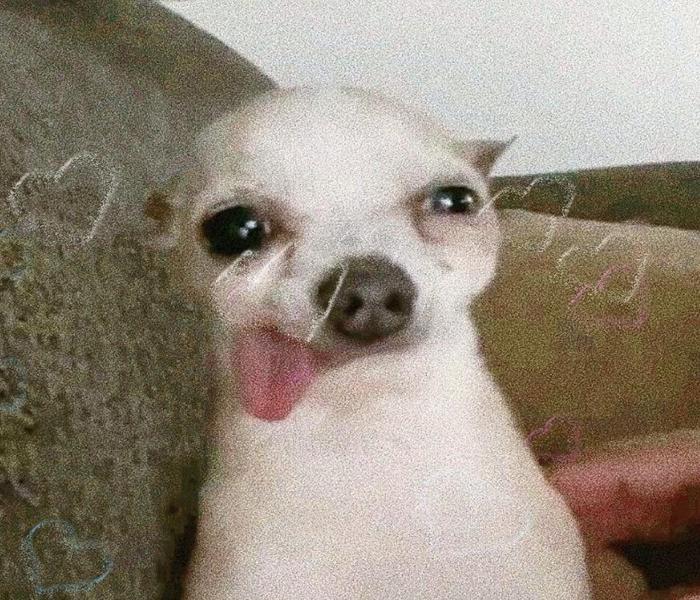 Meme chó lè lưỡi hài hước