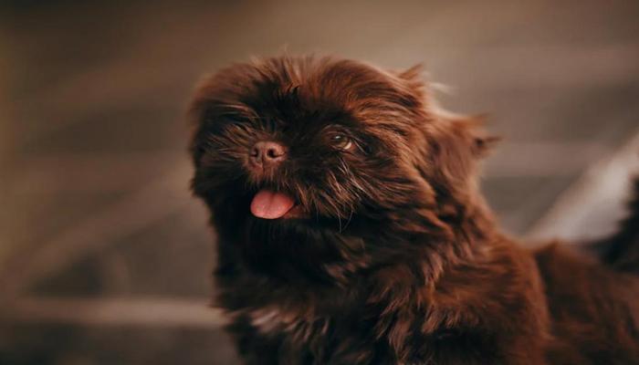 Hình ảnh chó lông xù cute