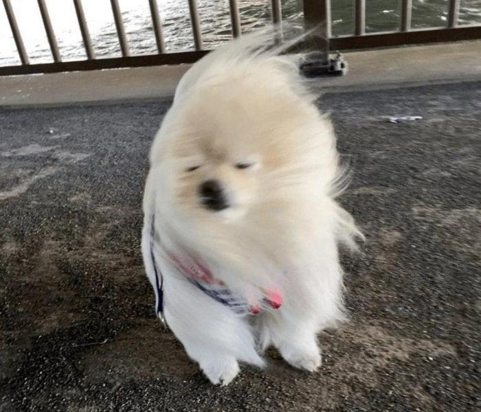 Hình meme chó lông xù