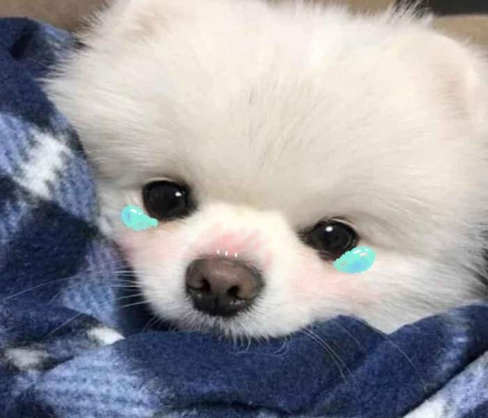 Hình ảnh chó meme cute