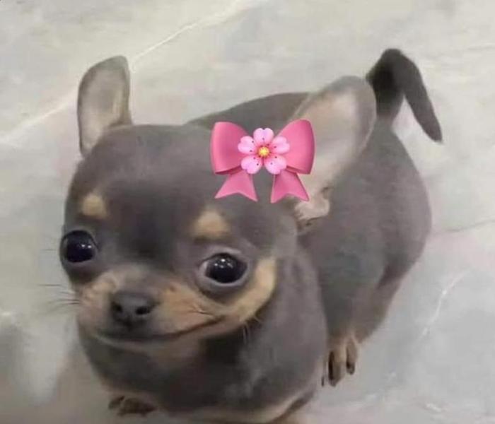 Hình ảnh chó meme cute