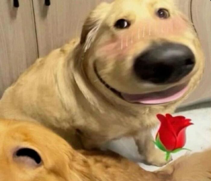 +155 Hình Ảnh Chó Meme Hài Hước, Đáng Yêu Lầy Lội Gây Cười Cực Mạnh
