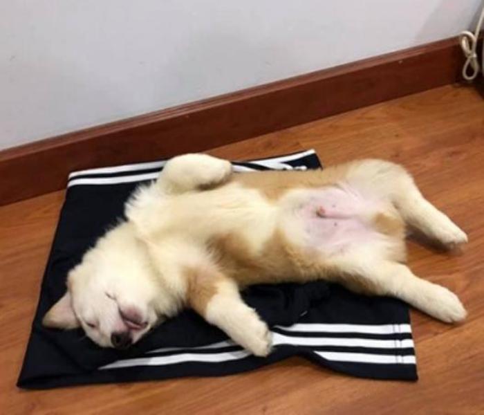 Hình ảnh chó nằm ngửa bụng