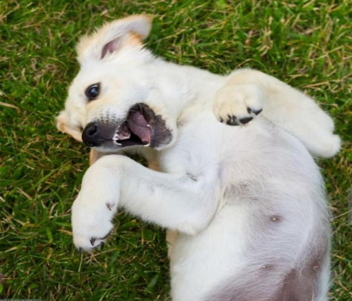 Hình ảnh chó nằm ngửa bụng