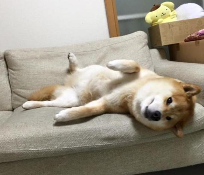 Hình ảnh chó nằm ngửa bụng