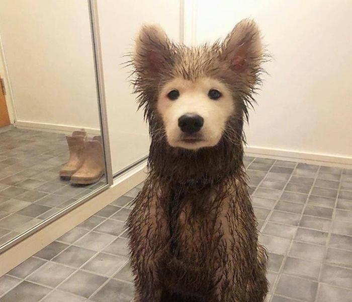 Hình ảnh mặt chó ngáo cute